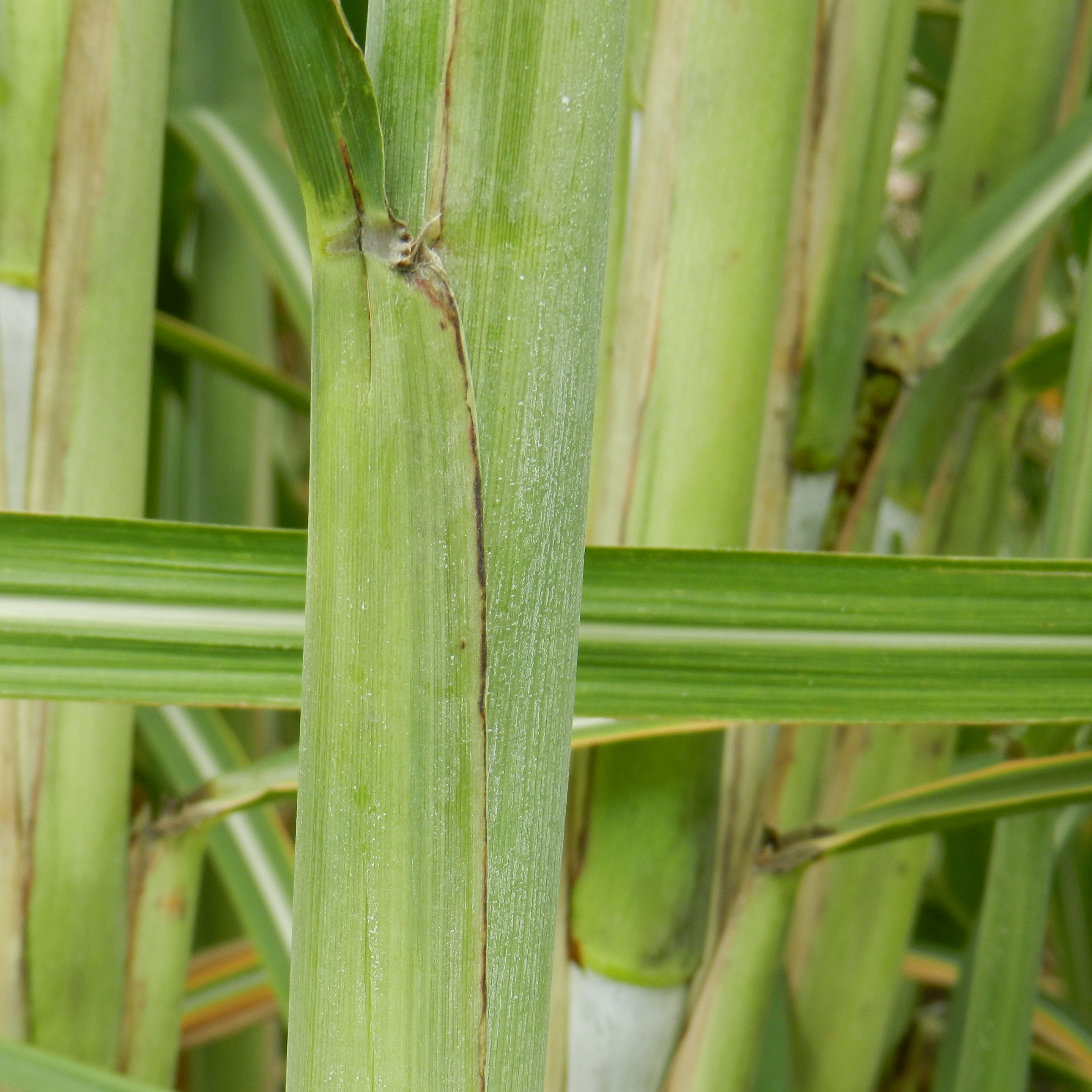 Leaf sheath – No pubescence.